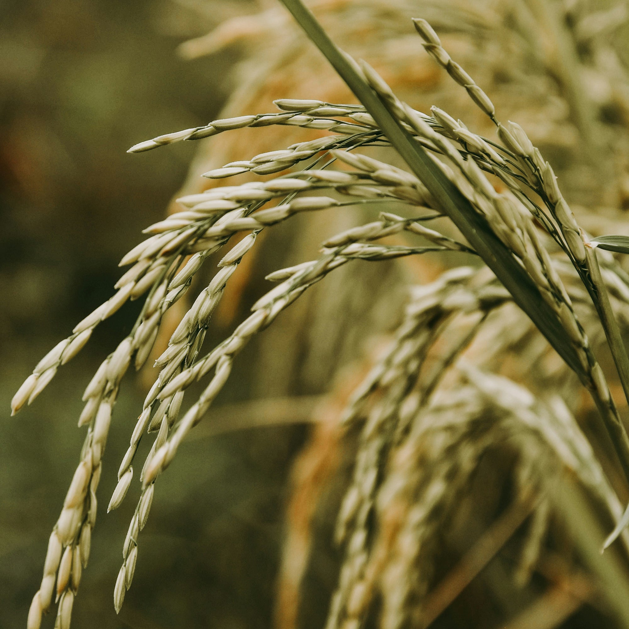 A close-up view of ripened rice plants in a field, showcasing the curved, golden stalks covered with grain kernels, set against a blurred, earthy background. The image captures the detailed texture and natural growth pattern of the rice, evoking a sense of harvest time.