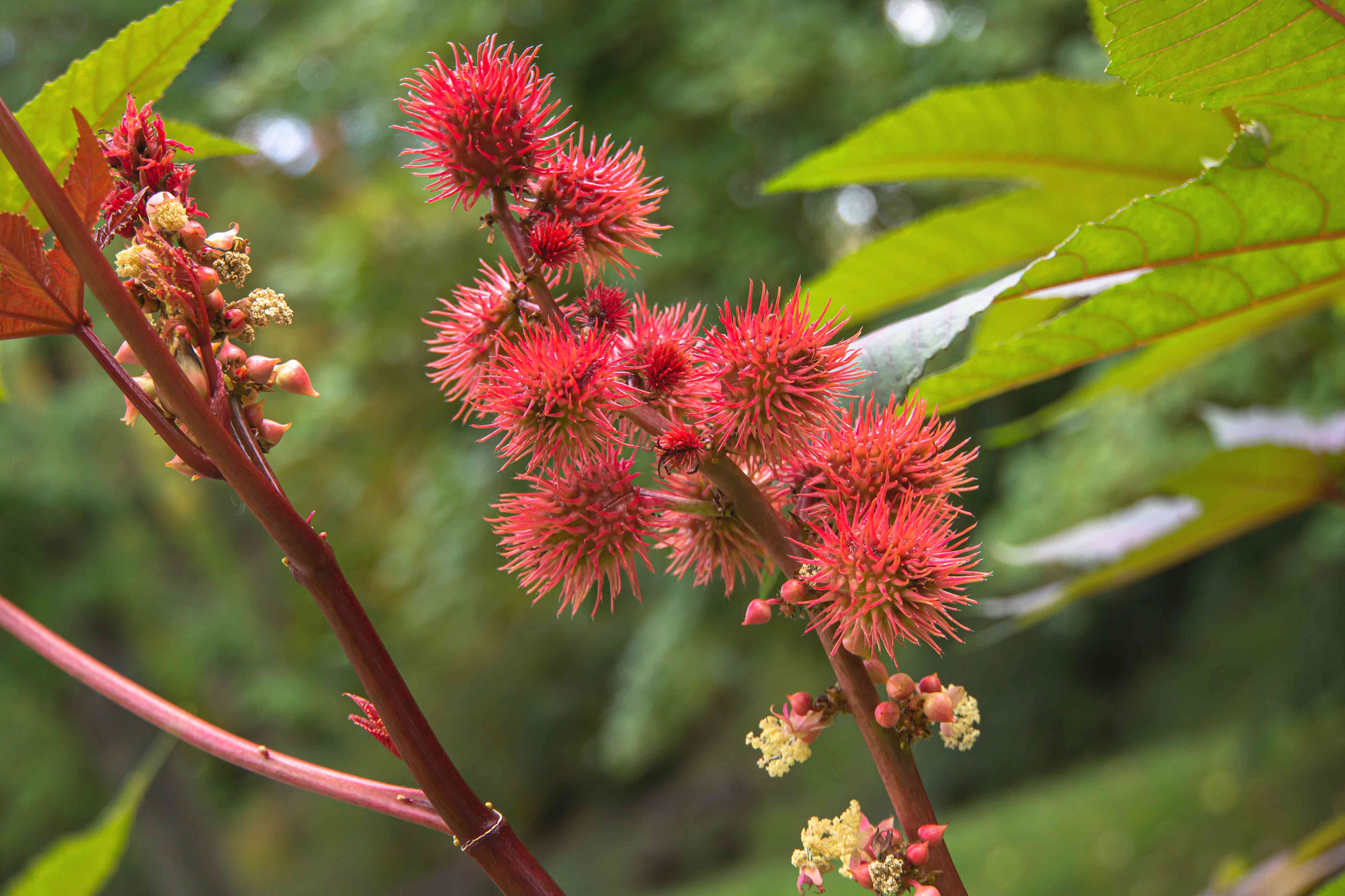 Close-up of vibrant red spiky flowers on a castor oil plant set against a backdrop of green leaves and a blurred natural background. The stems and flowers are prominently in focus, showcasing the unique texture and color of the plant.