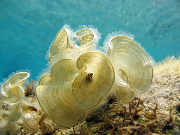 Underwater scene showing delicate, circular, translucent sea creatures, likely a type of marine worm or invertebrate, with intricate, flowing shapes. The clear blue water in the background adds depth, and some brown seaweed is visible on the seafloor.