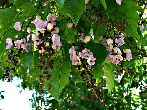 A cluster of pink and white wisteria flowers hangs from a green leafy tree, with hints of sunlight filtering through the branches in the background.