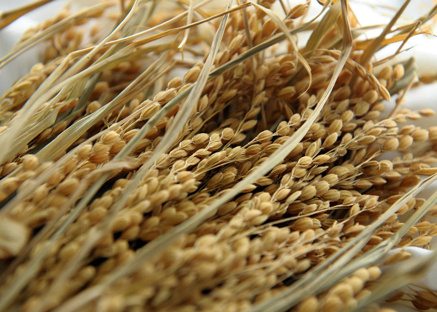 Close-up of a bundle of golden oats with thin, delicate stems and grain-filled husks. The oats are intertwined, creating a dense texture with a warm, earthy color palette. The image highlights the natural detail and intricacy of the grains.