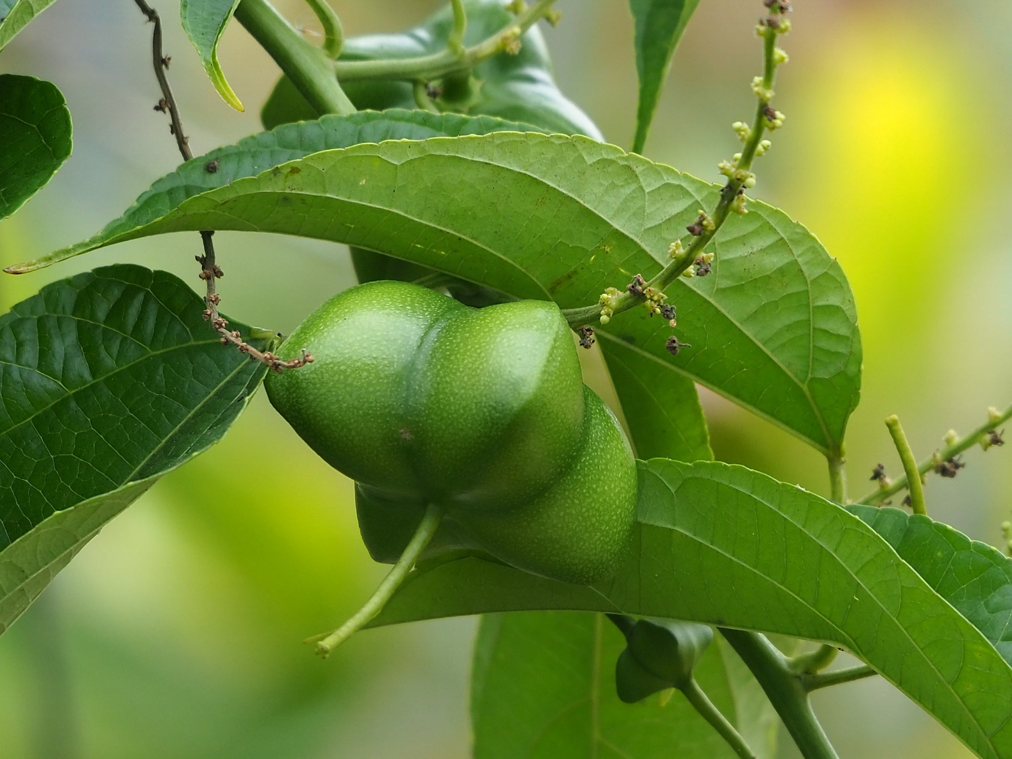 Close-up of a green Sacha Inchi plant with unripe, green, plump seed pods partially enveloped by elongated leaves. The background is blurred with hints of greenery, highlighting the plant's details.
