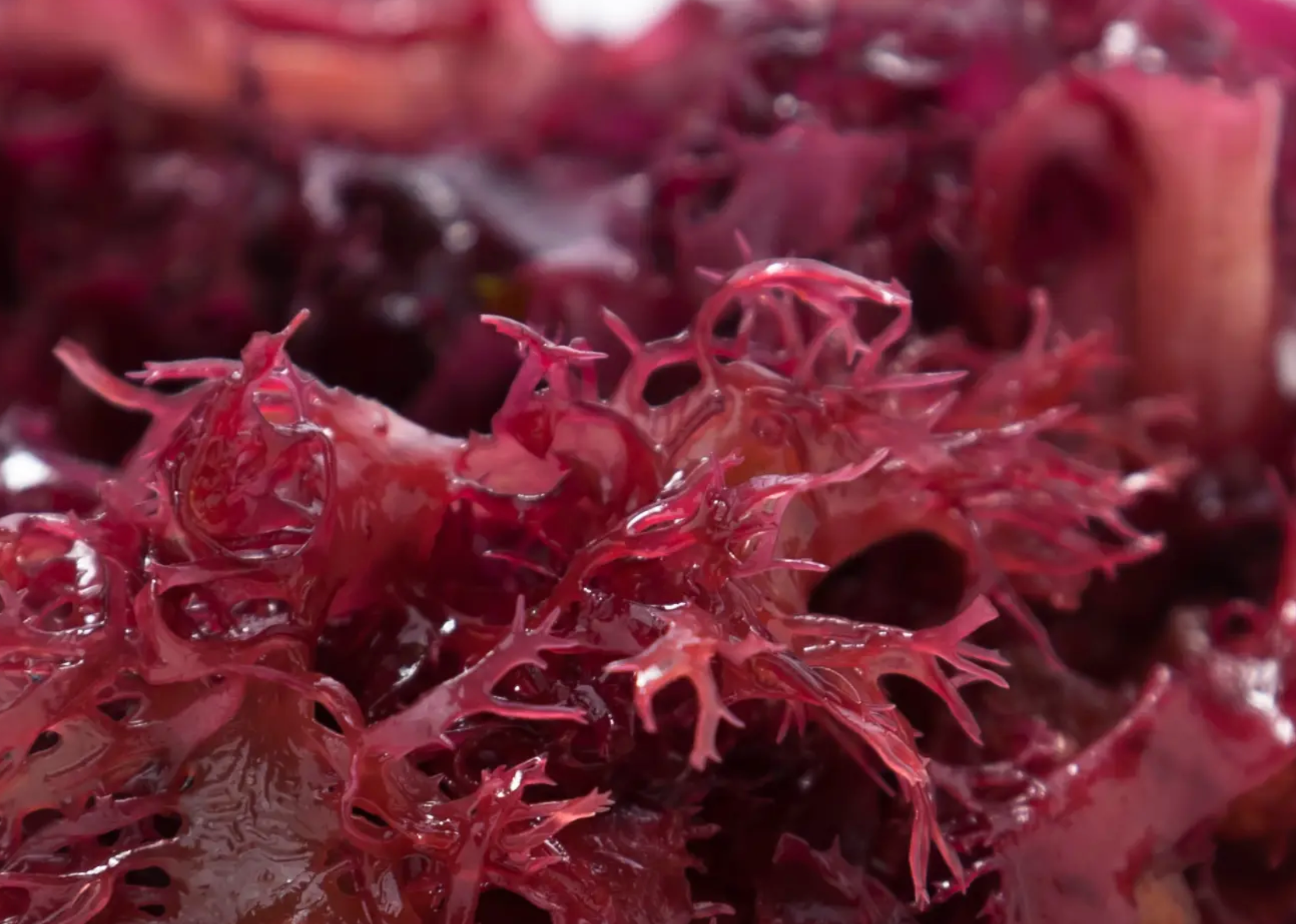 Close-up image of red seaweed with intricate, frilly, and translucent branches. The texture appears glossy and wet, highlighting the vibrant reddish-purple hues. The background is blurred, keeping the focus on the detailed seaweed structures.