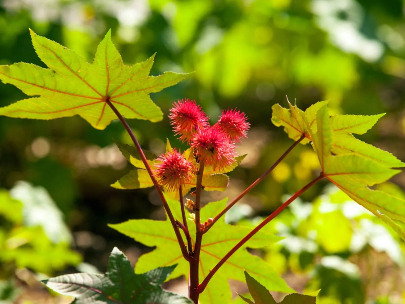 Image of a plant featuring vibrant red, spiky seed pods at the center, supported by reddish stems. The plant has large, palmate green leaves with edges tinted red, sitting against a backdrop of lush, blurred green foliage.