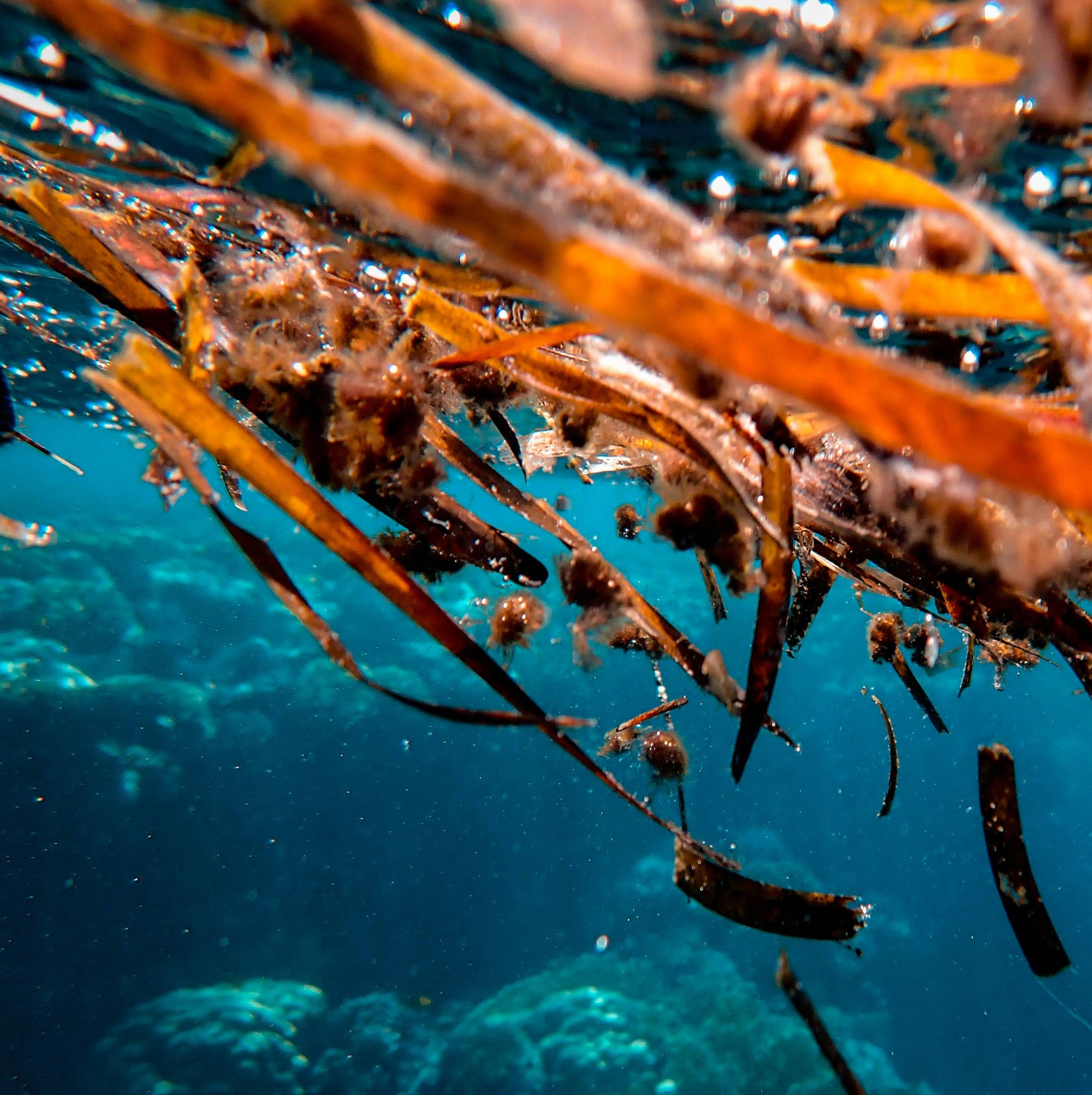 An underwater view showing brown seaweed and algae strands floating near the surface of a vibrant blue ocean. The sunlight filters through, illuminating the marine water and the diverse underwater scene below.