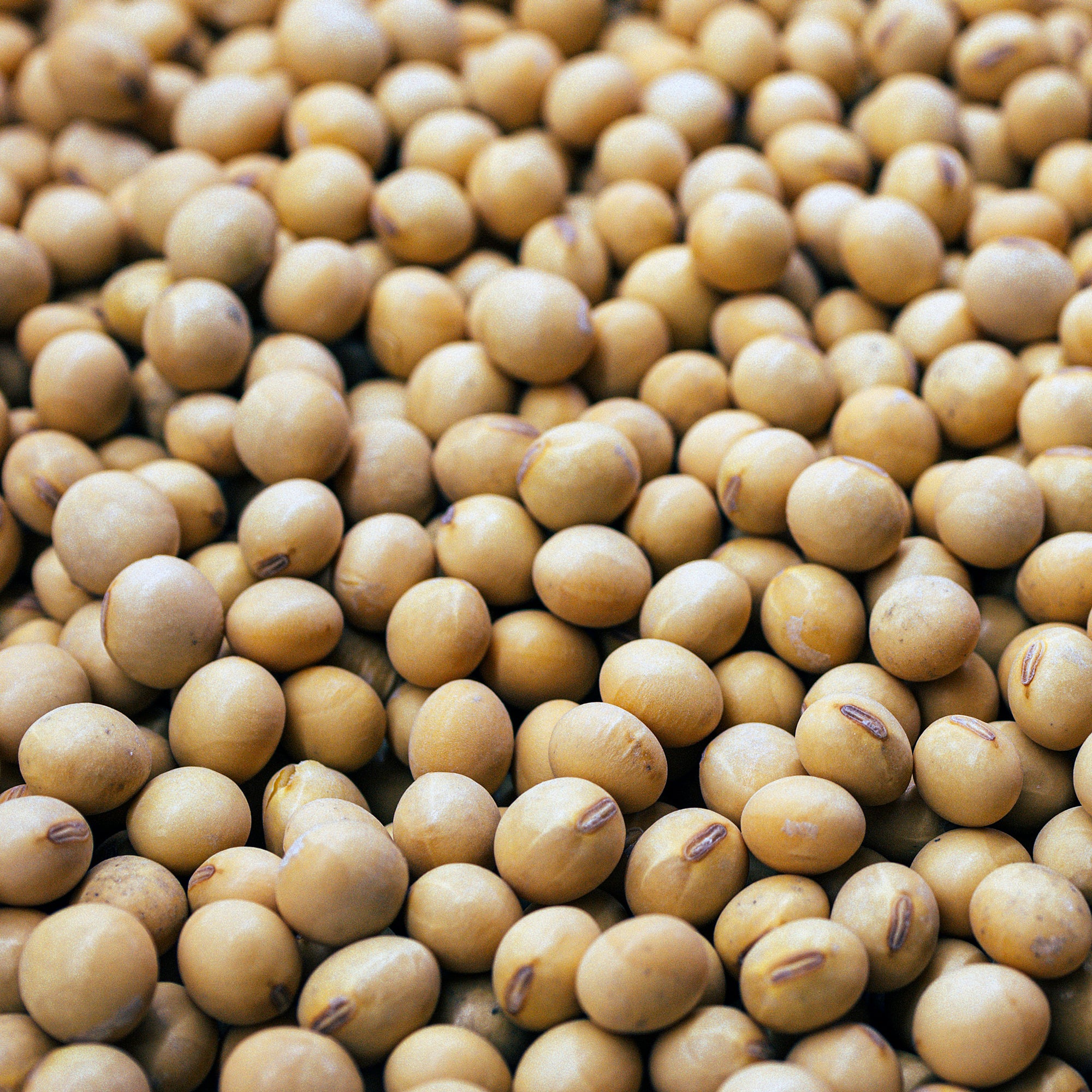 A close-up view of a large pile of soybeans. The image shows numerous round, tan-colored soybeans with a smooth texture, packed closely together, filling the entire frame.