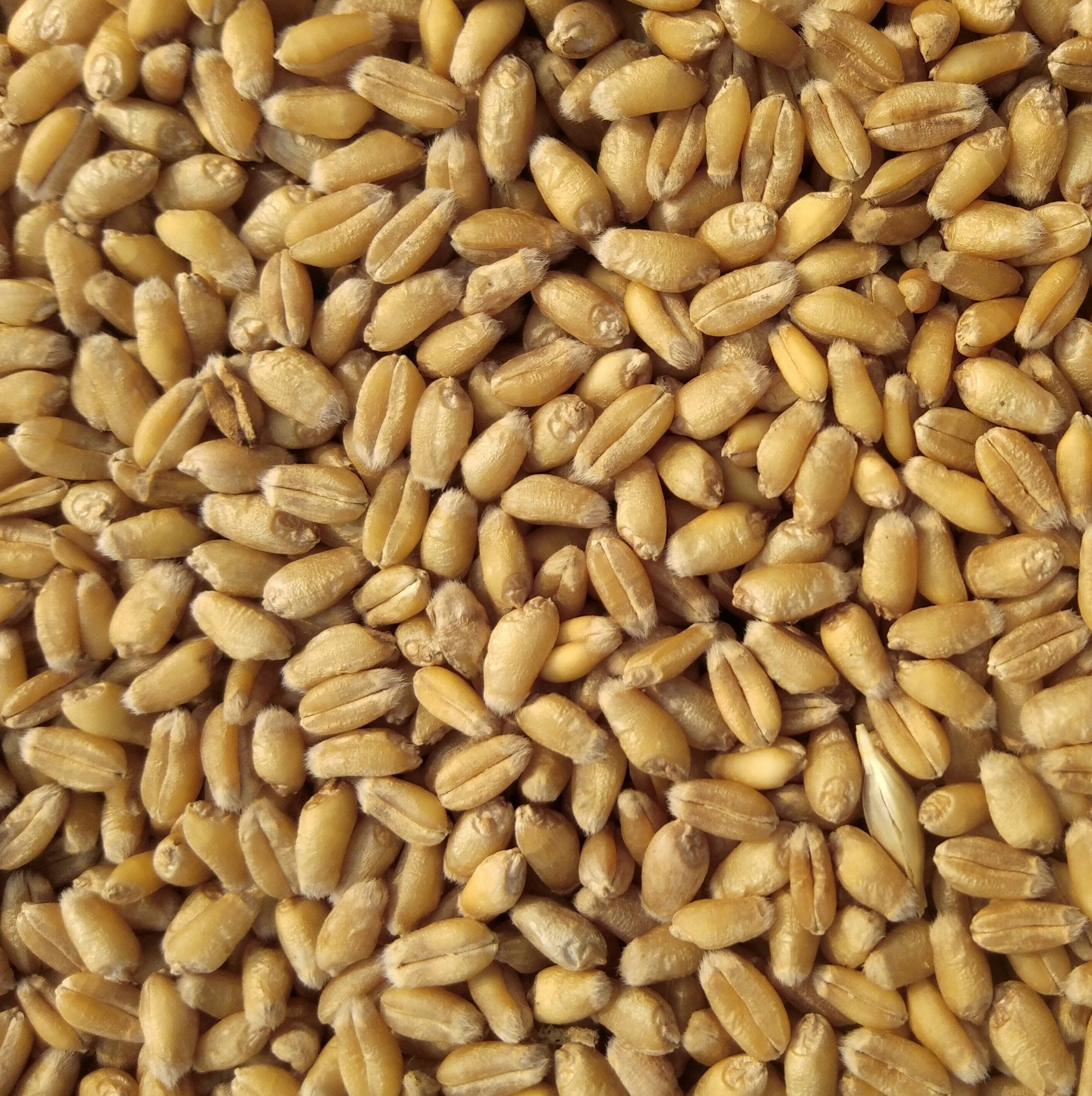 Close-up image of a large quantity of wheat grains. The grains are tightly packed together, with a mix of beige and light brown colors. The texture shows smooth, elongated grains typical of whole wheat kernels.